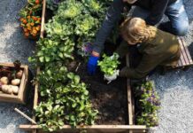 Jak stworzyć plan dla warzywnego ogrodu w ogrodzie? Zasady organizacji warzywnika.